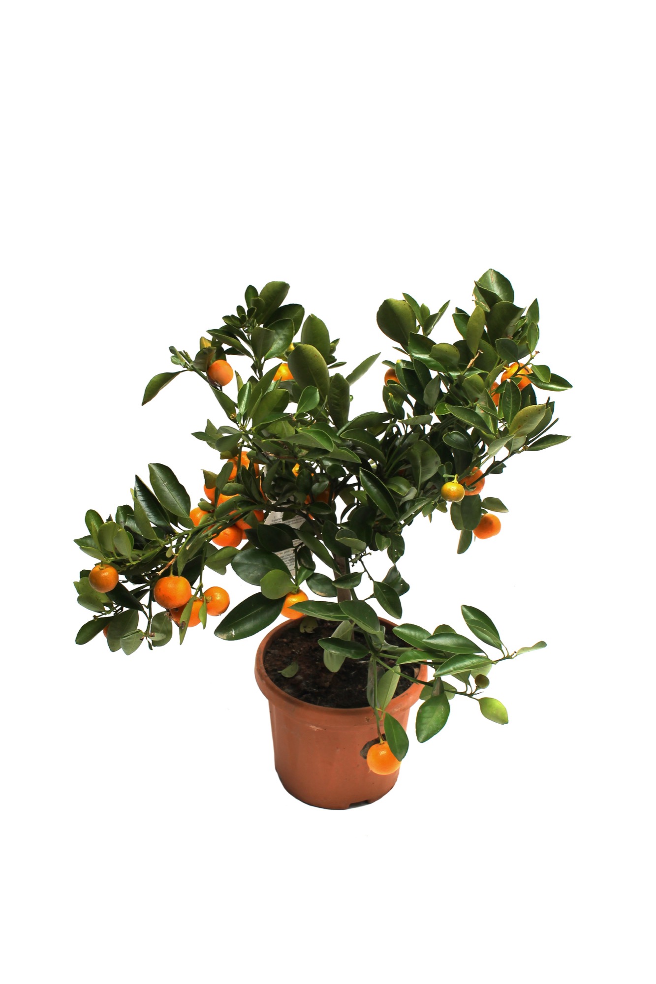 After: the tangerine tree cut out on white