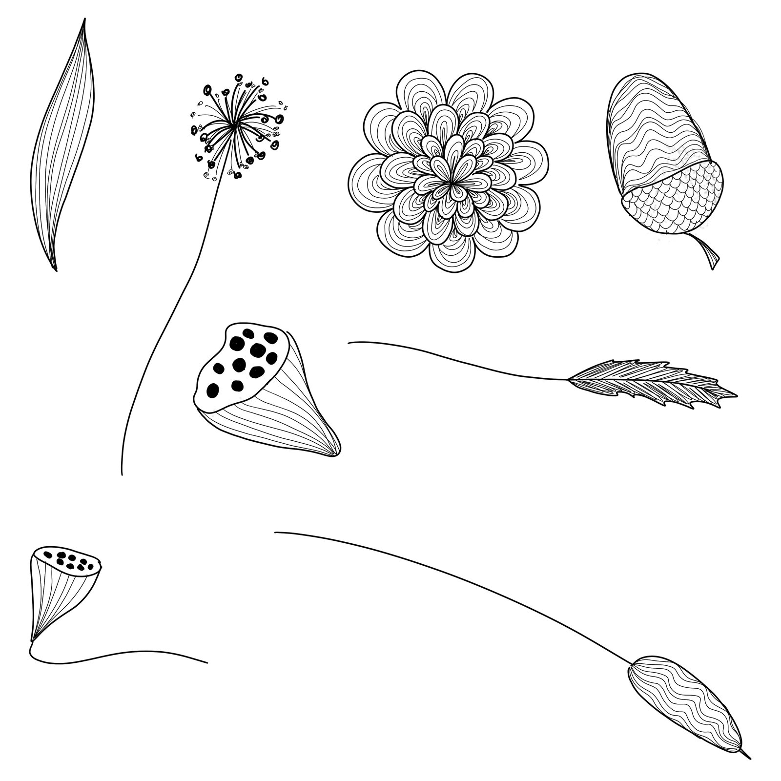 Botanical line drawings: seed heads and leaves