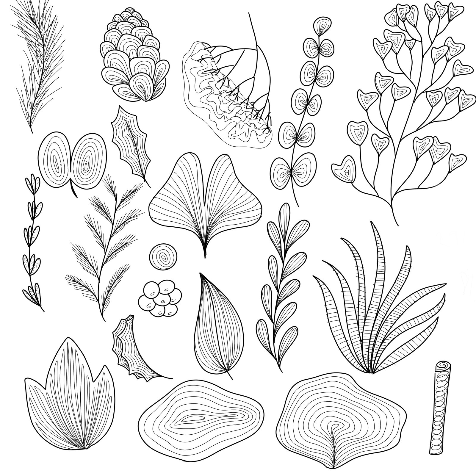 A sheet of botanical line drawings