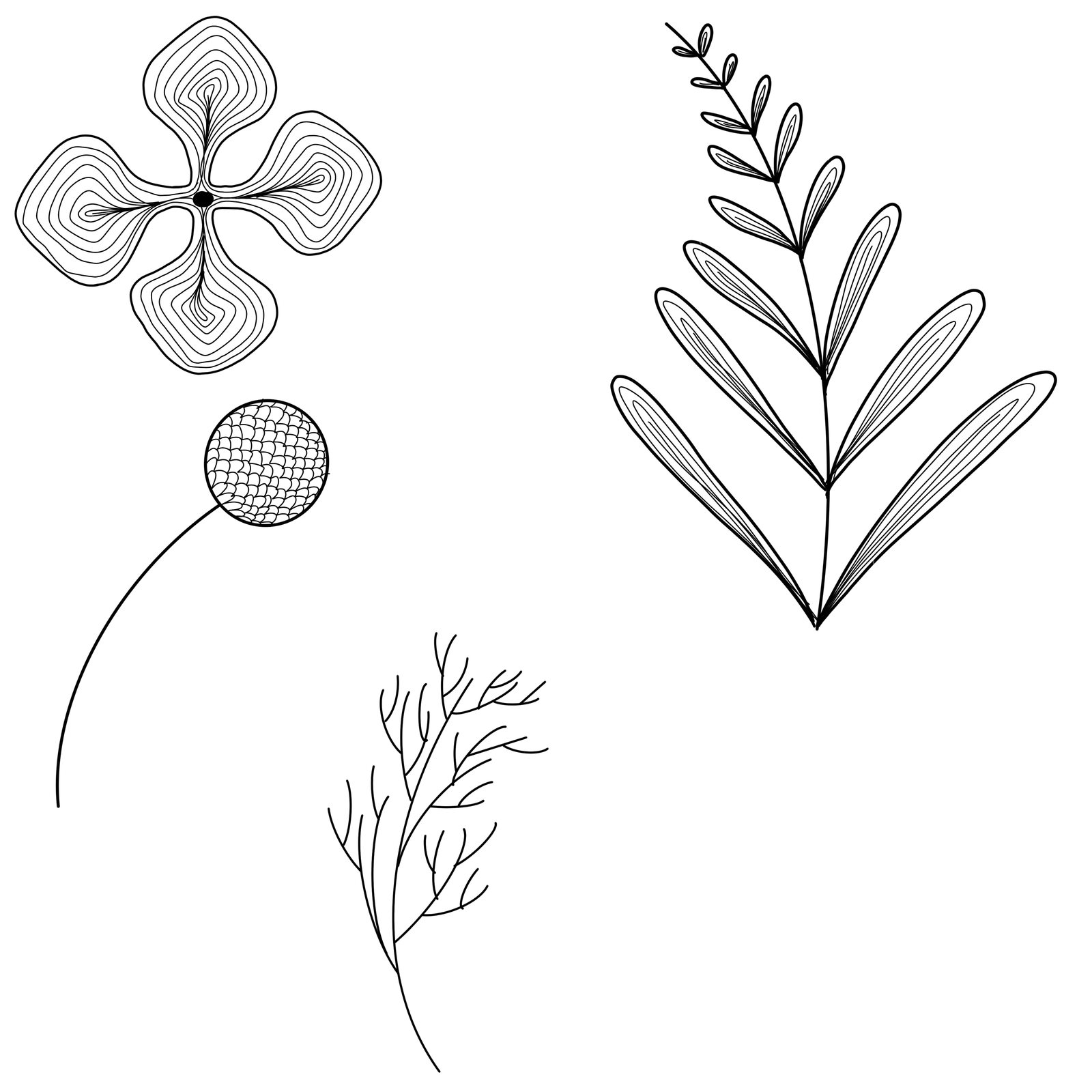 Flower and fern line drawings